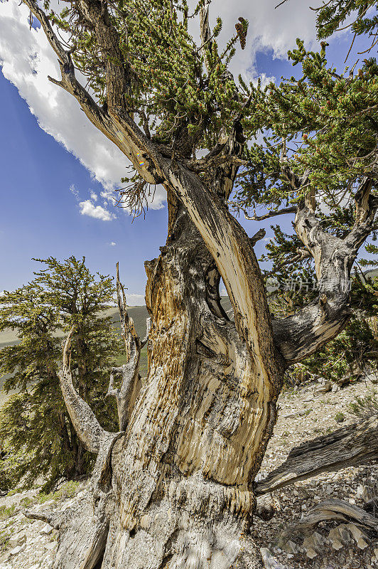 松树阿尔法，第一棵可以追溯到4000多年前的树，现在仍然活着——请记录下所有来自年轮测试的洞。狐尾松，龙松，加州白山，一些现存的最古老的树，Inyo National Fo